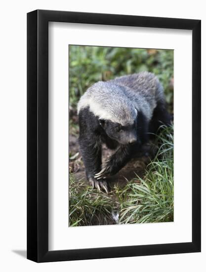 Honey Badger Or Ratel, Mellivora Capensis, Captive, Native To Africa-Ann & Steve Toon-Framed Photographic Print