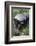 Honey Badger Or Ratel, Mellivora Capensis, Captive, Native To Africa-Ann & Steve Toon-Framed Photographic Print