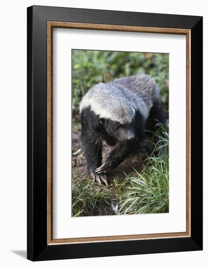 Honey Badger Or Ratel, Mellivora Capensis, Captive, Native To Africa-Ann & Steve Toon-Framed Photographic Print