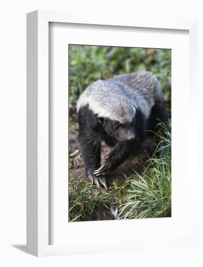 Honey Badger Or Ratel, Mellivora Capensis, Captive, Native To Africa-Ann & Steve Toon-Framed Photographic Print