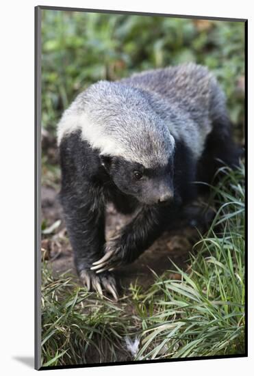 Honey Badger Or Ratel, Mellivora Capensis, Captive, Native To Africa-Ann & Steve Toon-Mounted Photographic Print