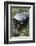 Honey Badger Or Ratel, Mellivora Capensis, Captive, Native To Africa-Ann & Steve Toon-Framed Photographic Print