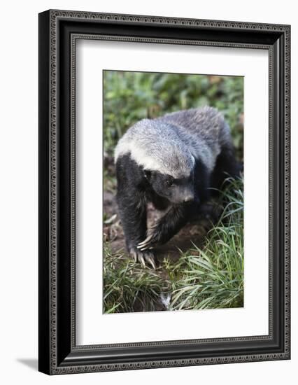 Honey Badger Or Ratel, Mellivora Capensis, Captive, Native To Africa-Ann & Steve Toon-Framed Photographic Print