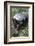 Honey Badger Or Ratel, Mellivora Capensis, Captive, Native To Africa-Ann & Steve Toon-Framed Photographic Print