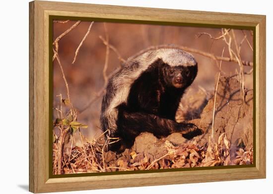 Honey Badger-null-Framed Premier Image Canvas