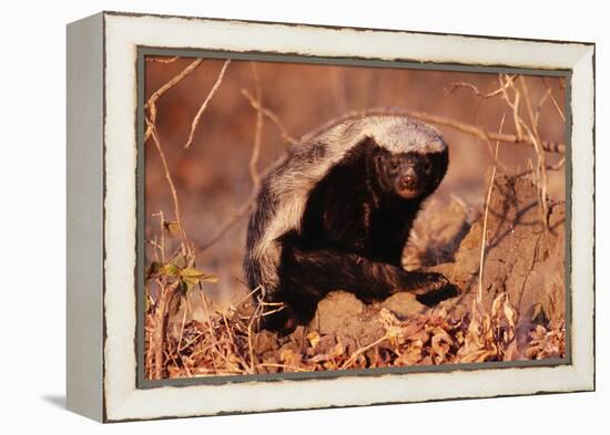 Honey Badger-null-Framed Premier Image Canvas