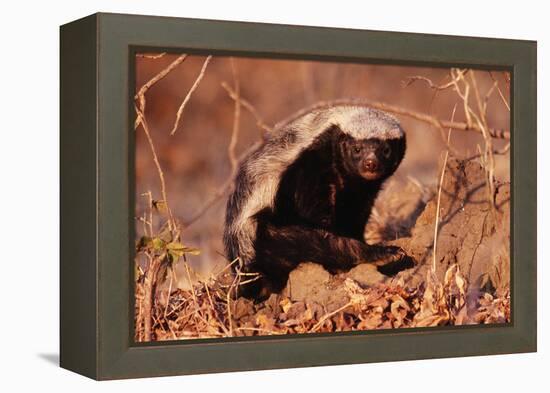 Honey Badger-null-Framed Premier Image Canvas