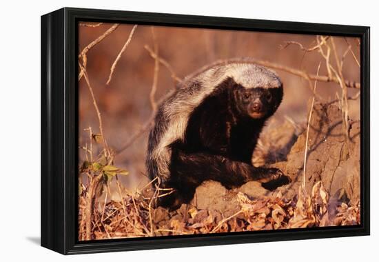 Honey Badger-null-Framed Premier Image Canvas