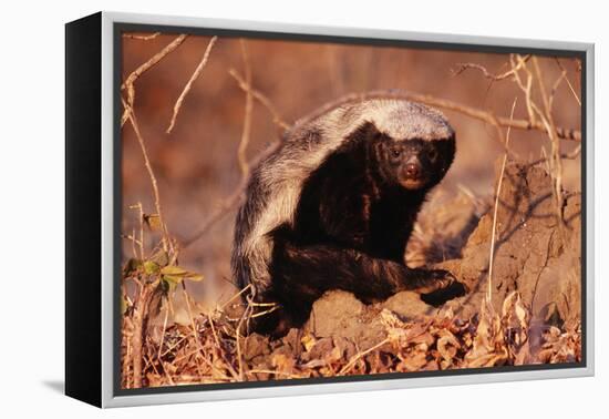 Honey Badger-null-Framed Premier Image Canvas