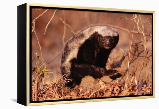 Honey Badger-null-Framed Premier Image Canvas