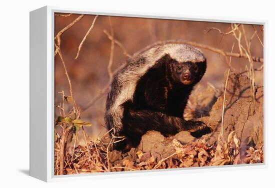 Honey Badger-null-Framed Premier Image Canvas