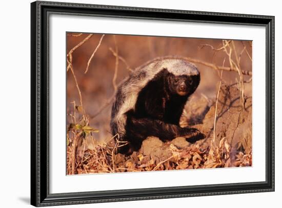 Honey Badger-null-Framed Photographic Print