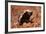 Honey Badger-null-Framed Photographic Print