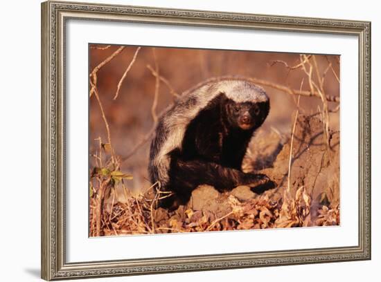 Honey Badger-null-Framed Photographic Print