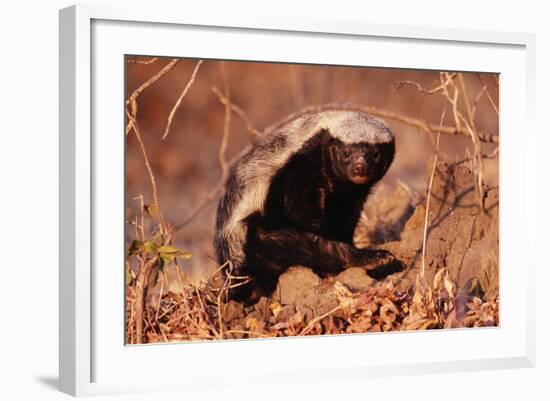 Honey Badger-null-Framed Photographic Print