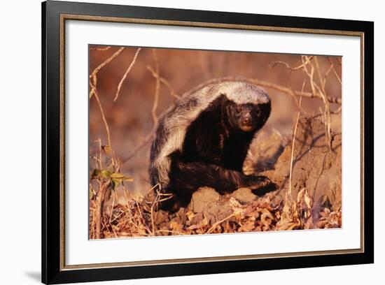 Honey Badger--Framed Photographic Print