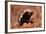 Honey Badger-null-Framed Photographic Print