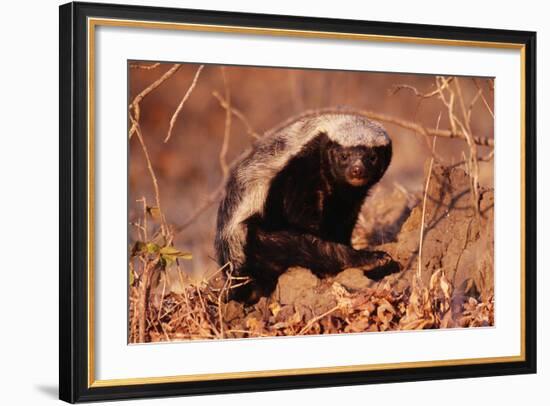 Honey Badger-null-Framed Photographic Print