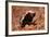 Honey Badger-null-Framed Photographic Print