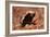 Honey Badger-null-Framed Photographic Print