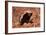 Honey Badger-null-Framed Photographic Print