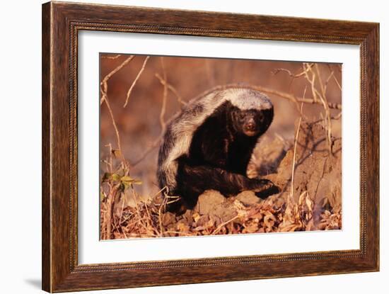 Honey Badger-null-Framed Photographic Print