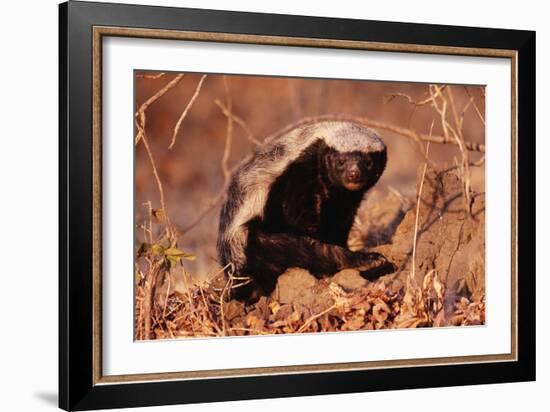 Honey Badger-null-Framed Photographic Print