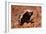 Honey Badger-null-Framed Photographic Print