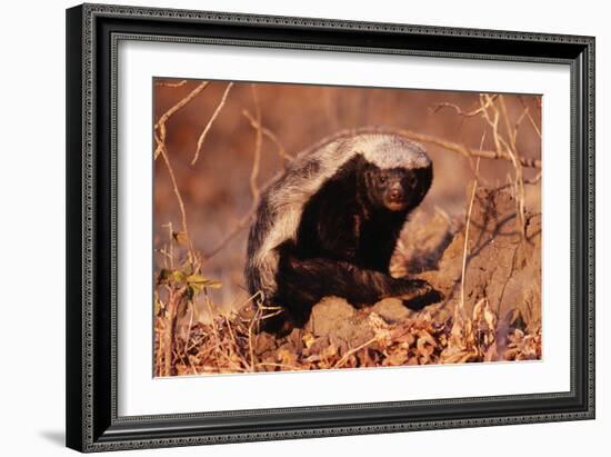 Honey Badger-null-Framed Photographic Print