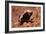 Honey Badger-null-Framed Photographic Print