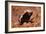 Honey Badger-null-Framed Photographic Print