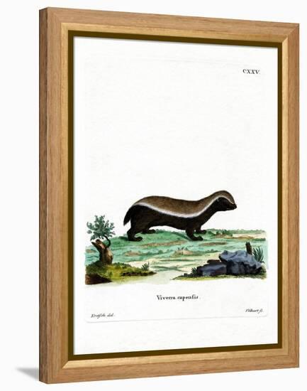 Honey Badger-null-Framed Premier Image Canvas