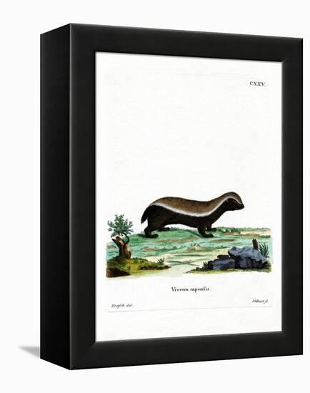 Honey Badger-null-Framed Premier Image Canvas