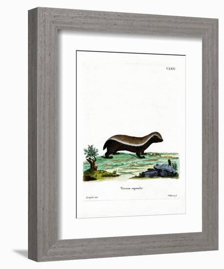 Honey Badger-null-Framed Giclee Print