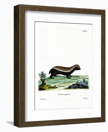 Honey Badger-null-Framed Giclee Print