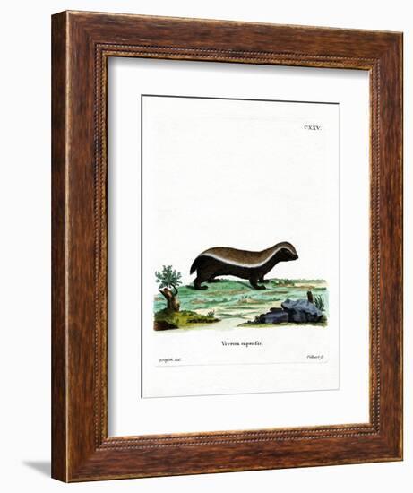 Honey Badger-null-Framed Giclee Print