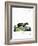 Honey Badger-null-Framed Giclee Print