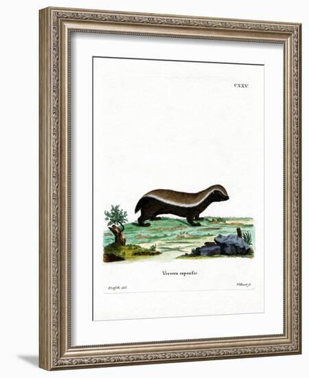 Honey Badger-null-Framed Giclee Print