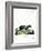 Honey Badger-null-Framed Giclee Print