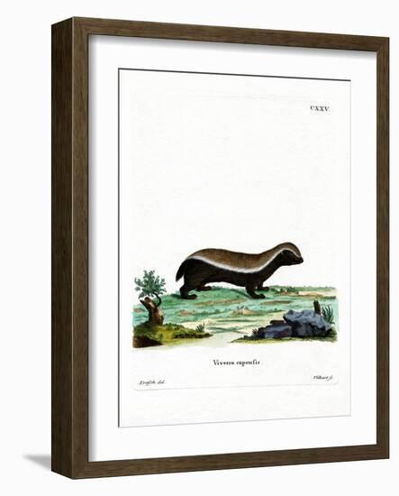 Honey Badger-null-Framed Giclee Print