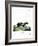 Honey Badger-null-Framed Giclee Print