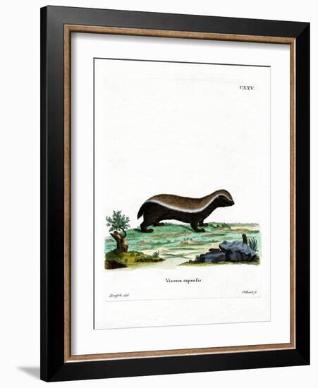 Honey Badger-null-Framed Giclee Print