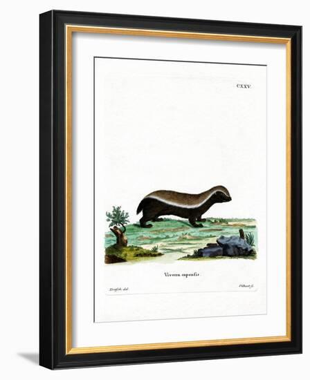 Honey Badger-null-Framed Giclee Print