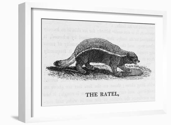 Honey Badger-null-Framed Art Print