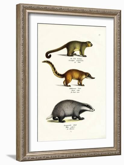 Honey Bear, 1824-Karl Joseph Brodtmann-Framed Giclee Print