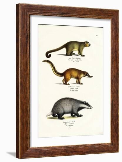 Honey Bear, 1824-Karl Joseph Brodtmann-Framed Giclee Print