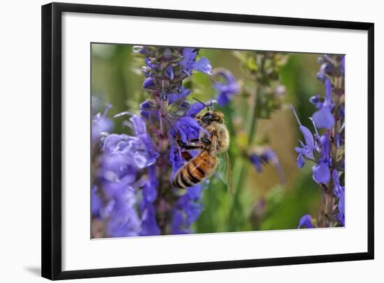 Honey Bee Collecting Nectar, Apis Mellifera, Kentucky-Adam Jones-Framed Photographic Print