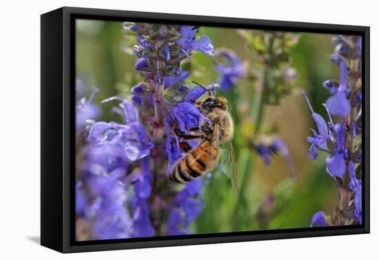 Honey Bee Collecting Nectar, Apis Mellifera, Kentucky-Adam Jones-Framed Premier Image Canvas