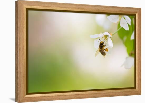 Honey Bee Enjoying Blossoming Cherry Tree On A Lovely Spring Day-l i g h t p o e t-Framed Premier Image Canvas