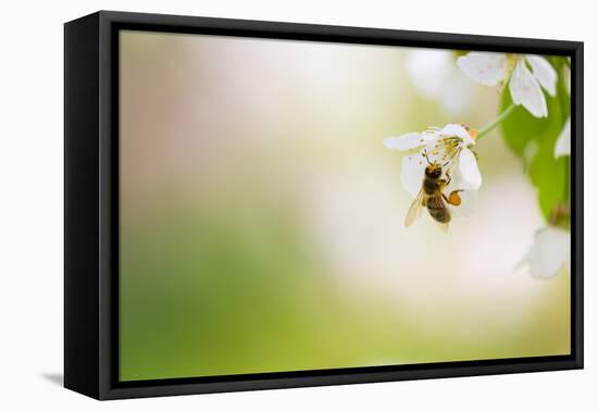 Honey Bee Enjoying Blossoming Cherry Tree On A Lovely Spring Day-l i g h t p o e t-Framed Premier Image Canvas